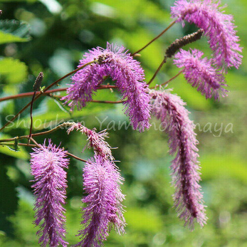 (1ポット)カライトソウ　12～15cmポット3~5芽植え苗　山野草/耐寒性多年草/唐糸草/※休眠 地上部無し