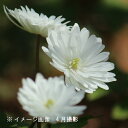 白花八重咲きキクザキイチゲ 雪手毬 9~10.5cmポット苗 希少種/※今季開花終了 休眠 地上部無し