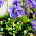 イソスミレ 9cmポット苗 数量割引あり/山野草/耐寒性多年草/磯菫/※今季開花終了 8/29葉が展開中