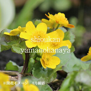 エンコウソウ 10.5cmポット苗 数量割引あり/湿地性多年草/ビオトープ/猿猴草/※今季開花終了 6/28葉が展開中