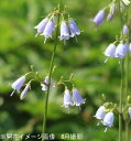 ツリガネニンジン 釣鐘人参 の花言葉と誕生花 花の持つ言葉 ツリガネニンジン 釣鐘人参 の花言葉と誕生花 花の持つ言葉