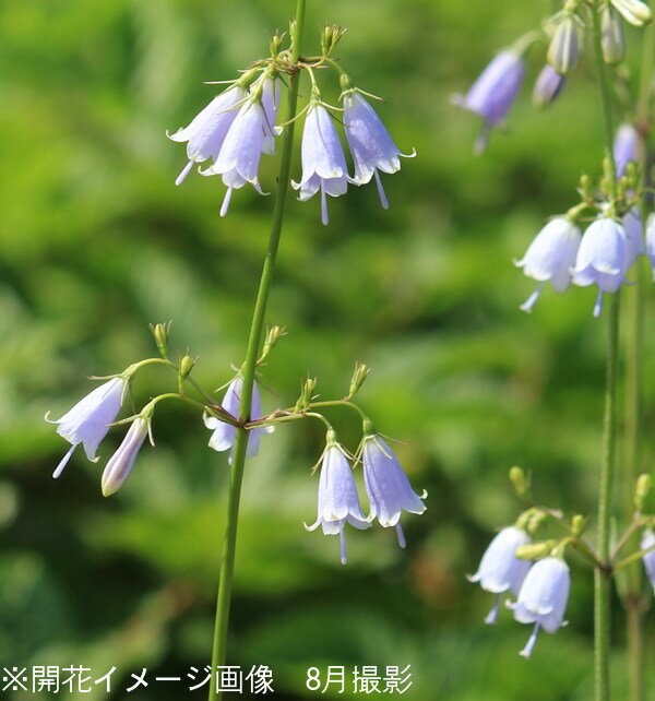 (100ポット)ツリガネニンジン　10.5cmポット仮植え苗100ポットセット　山野草/山菜苗/耐寒性多年草/釣鐘人参