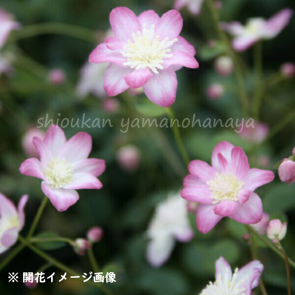 1ポット 台湾バイカカラマツ 赤花系 7.5cmポット苗 宿根草/四季咲き性/ 5/18つぼみ～開花中