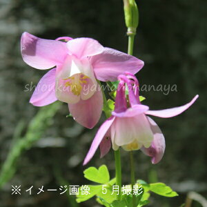 桃花ミヤマオダマキ 7.5〜9cmポット苗 数量割引あり/山野草/耐寒性多年草/深山苧環/再入荷/※4/12芽吹き始め