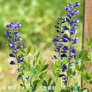 ムラサキセンダイハギ 15cmポット充実苗 数量割引あり/華やかな海外品種/3~5芽植え苗/山野草/シモツケソウ/※5/17葉が展開中