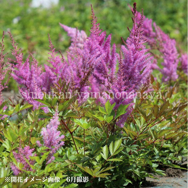 楽天紫桜館　山の花屋　楽天市場店アスチルベ　ニモ　10.5cmポット苗　数量割引あり/宿根草/耐寒性多年草/新商品/※4/27葉が展開中