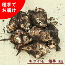 (1kg)岩手県産キクイモ　種芋1kg(目安5～10個)　唐芋/菊芋/生芋/栽培期間中農薬不使用/土付き/※入荷済み