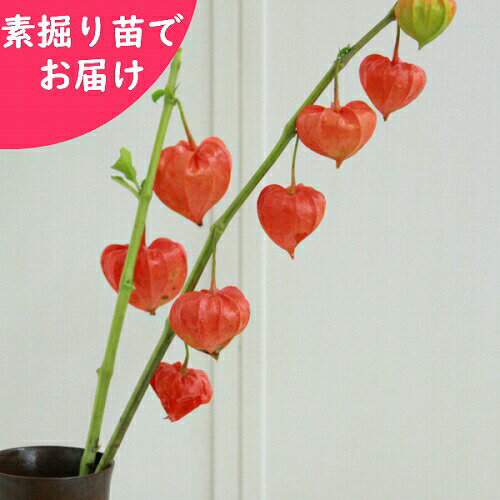 大実ホオズキ　素掘り苗【切り花用・食用不可】　宿根草/鬼灯/※入荷済み