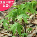 シドケ　素掘り苗　山菜苗/モミジガサ/※2024年収穫見込み株/※入荷済み