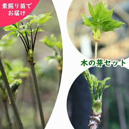 山菜苗セット： 木の芽山菜苗　樹高30〜50cm素掘り苗各2株セット 【コシアブラ・タラノ木・タカノツメ..