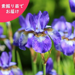 (1000株)ノアヤメ　素掘り苗1000株　山野草/野アヤメ/菖蒲/※入荷済み