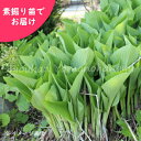 (1000株)ウルイ　素掘り苗1000株　山菜苗/オオバギボウシ/ホスタ/※入荷済み