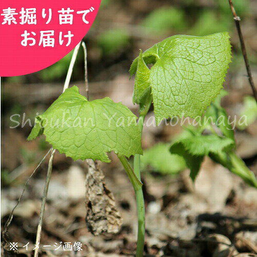 ボウナ　素掘り苗　山菜苗/イヌドウナ/※入荷済み