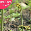 ワラビ　素掘り苗　山菜苗/シダ植物/蕨/※入荷済み