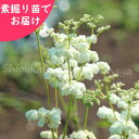 八重咲きメドースイート　素掘り苗　夏咲き宿根草/西洋夏雪草/※入荷済み