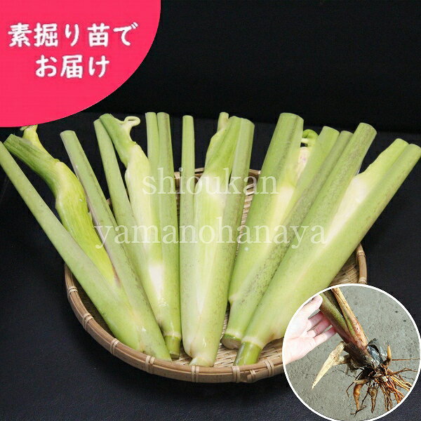 マコモタケ　素掘り苗　山菜苗/真菰筍/ヒロハマコモ/※入荷済み