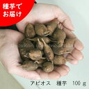 (100g)岩手県産アピオス　種芋100g(目安10～15個)ほどいも/生芋/土付き/※入荷済み