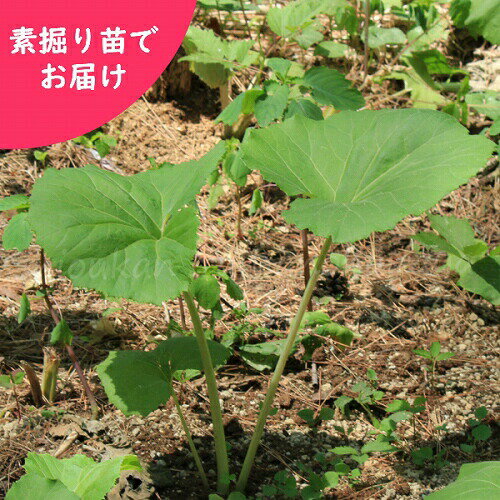 (1000株)ヤマフキ　素掘り苗1000株　山菜苗/山蕗/※入荷済み