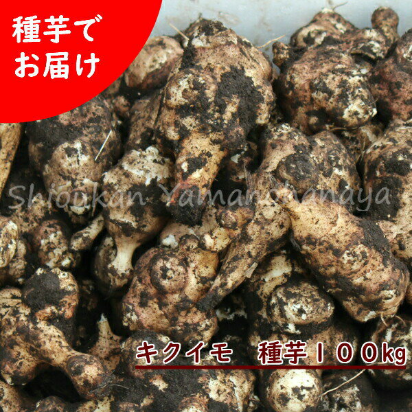 (100kg)岩手県産キクイモ　種芋100kg(目安500〜1000個)　唐芋/菊芋/生芋/土付き/※入荷済み