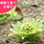 (5株)フキノトウ 素掘り苗5株 山菜苗/蕗の薹/※入荷済み 1,980円