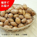 岩手県産アピオス　種芋100g～　数量割引あり/重量単位/ほどいも/生芋/栽培期間中農薬不使用/土付き/山菜苗/※入荷済み