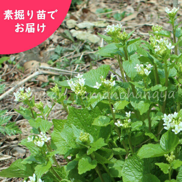 (1000株)ハタケワサビ　素掘り苗1000株　山菜苗/畑山葵/※入荷済み