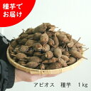 (1kg)岩手県産アピオス　種芋1kg(目安100～150個)ほどいも/生芋/土付き/※入荷済み