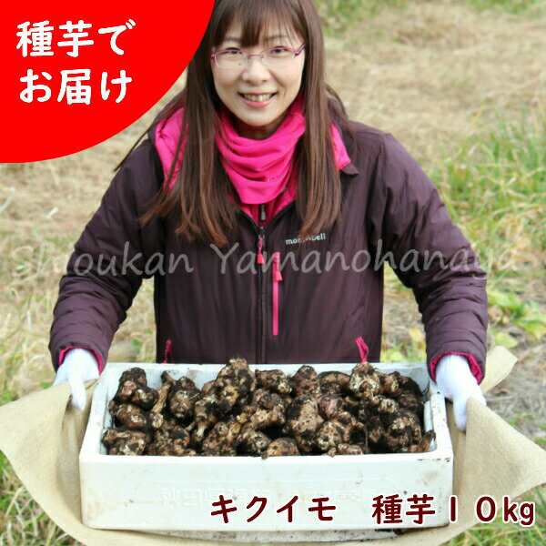 (10kg)岩手県産キクイモ　種芋10kg(目安50～100個)　唐芋/菊芋/生芋/土付き/※入荷済み