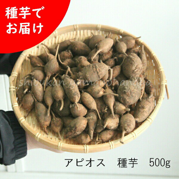 (500g)岩手県産アピオス　種芋500g(目安50～75個)ほどいも/生芋/土付き/※入荷済み