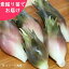 (20株)晩生ミョウガ 素掘り苗20株 山菜苗/秋茗荷/※2024年収穫見込み株/※入荷済み 2,860円