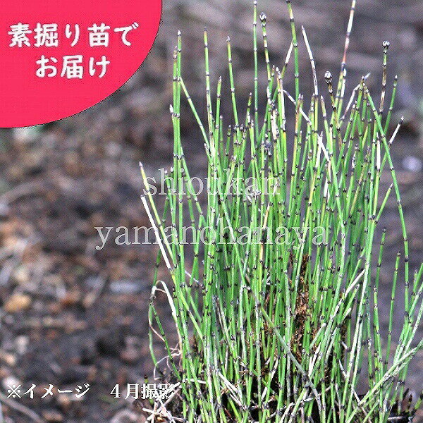 ●この植物の仲間たち ●他のシダ植物 ●同じ湿地性植物●商品情報 　和名：姫木賊 　別名：ヒメドクサ、チシマヒメドクサ 　学名：Equisetum variegatum 　※トクサより小型で細く、湿地を好みます。 　※ミズトクサではありません。 ●商品説明 　独特の面白みのあるその草姿が人気の高い姫トクサ。通常のトクサに比べ、草丈も低く細い植物です。 　茎は細く、爪楊枝くらい。トクサ科らしく、しっかりと節もあります。そんな細い緑色の茎を複数立ち上がらせるように密集します。 　夏には茎の先端に宝珠のような（玉ねぎのような）花を咲かせます。 　常緑で、1年中緑色のままです。春は新しい茎が立ち上がり始め少し黄緑がかった新緑。夏は旺盛な様子で、濃い緑色。秋冬も緑色ですが、岩手県は厳冬のため徐々に葉の色が濃い緑色に変わり、世代交代で古い茎は枯れます。 　トクサはよく日本庭園に植えられていますが、ヒメトクサは主に寄せ植えや苔玉に用いられることが多くあります。ビオトープにもよく合います。 ●科/属名 　トクサ科トクサ属　湿生植物 　常緑　多年草 ●耐性　（弊社で経験済みの温度） 　耐暑性　30℃ 　耐寒性　-15℃ 　※寒冷地で秋冬に植え付ける場合は、外気温が氷点下になる1か月前までに植え付けを終えましょう。 ●草丈 　10〜20cm 　 ●開花時期 　7〜8月 ●育て方 　栽培は比較的容易で、増殖も簡単です。極端な乾燥に注意します。 　湿地または水深が10cm程ある場所に植え付けましょう。当店では午前中陽が当たり午後日陰になる田圃で栽培しています。 　春・夏は特に水を切らさないように気をつけます。晩秋から冬の間は、水に浸かっていなくてもさほど弱りません。もちろん1年中水に浸かっていることが理想です。 　苔玉や寄せ植えに利用する場合は、湿気を好む植物と一緒に作り込み、乾きすぎないようにご注意ください。