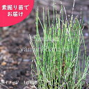 ヒメトクサ　素掘り苗100株～　数量割引あり/山野草/耐寒性多年草/姫木賊/※入荷済み