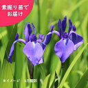 カキツバタ　素掘り苗　日本自生種/原種/山野草/杜若/菖蒲/アヤメ/※入荷済み