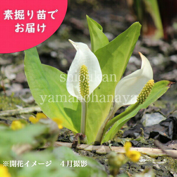 ミズバショウ　花芽付き大株素掘り苗　ビオトープ/水芭蕉/※入荷済みのサムネイル