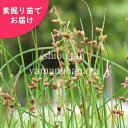 (1000株)サンカクイ 素掘り苗1000株 湿地性多年草/三角藺/※入荷済み