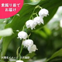 日本スズラン　素掘り苗5株～　数量割引あり/山野草/鈴蘭※入荷済み3/15まで取り置き可能