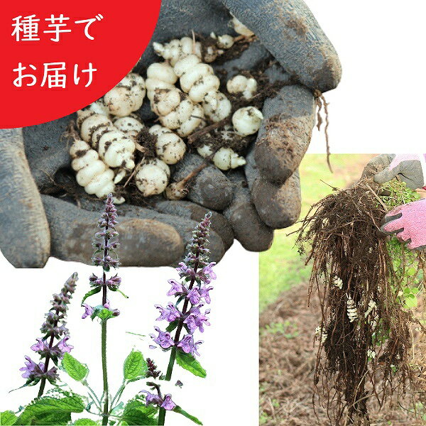 (5個)岩手県産チョロギ　種芋5個　長老喜/生芋/栽培期間中農薬不使用/土付き/山菜苗/※入荷済み