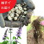 (20個)岩手県産チョロギ 種芋20個 長老喜/生芋/栽培期間中農薬不使用/土付き/山菜苗/※入荷済み 836円