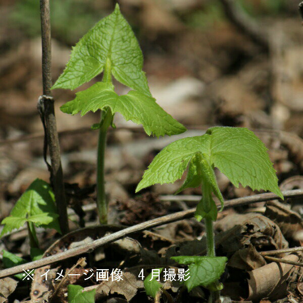 (1ポット)ボウナ　10.5cmポット苗　山菜苗/耐寒性多年草/イヌドウナ/※5/8葉が展開中 1