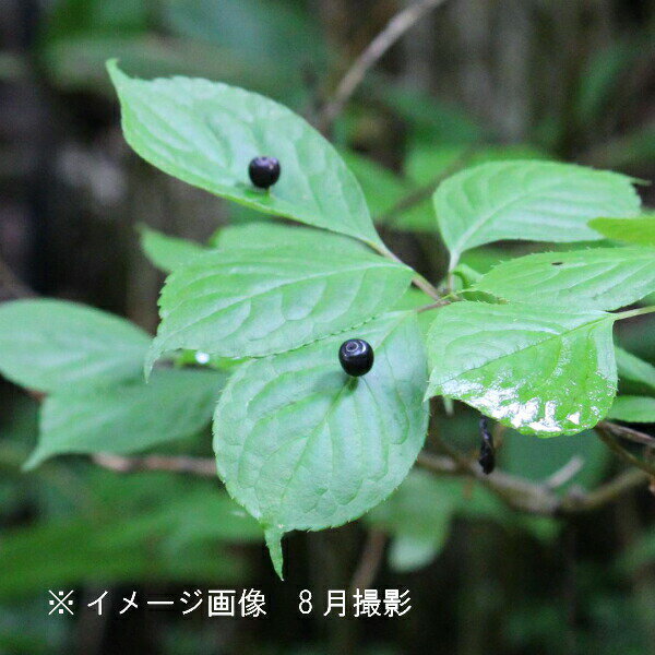 (1ポット)ハナイカダ　10.5cmポット雄雌無選別1本植え苗　樹高20cm前後/山菜苗/落葉樹/苗木/山菜苗/花筏/※5/18葉が展開中