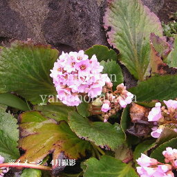 ヒマラヤユキノシタ　9～10.5cmポット苗　数量割引あり/宿根草/耐寒性多年草/花壇苗/ベルゲニア/※今季開花終了 4/20葉が展開中