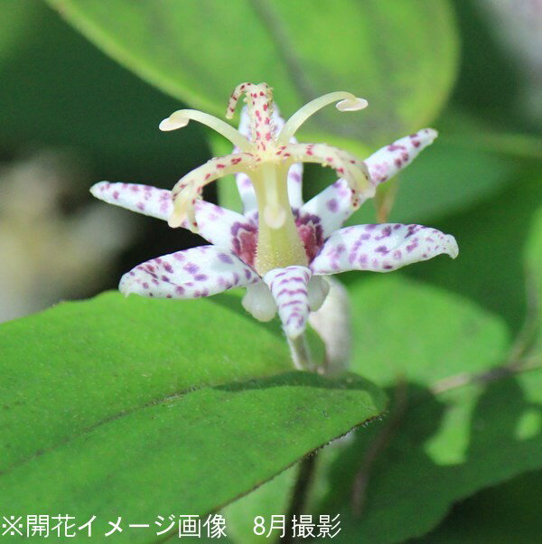 ★この植物の関連商品はこちらをクリック●商品情報 　和名：山路野杜鵑草、山路の杜鵑草 　学名：Tricyrtis affinis（トリキルティス） ●商品説明 　日本に自生するホトトギスです。和名は、花の紫斑を鳥のホトトギスの胸腹の斑紋に見立て名付けられました。 ●分類 　ユリ科ホトトギス属　 　耐寒性多年草 ●開花時期 　8〜9月 ●育て方 　風通しの良い半日陰を選び植え付けます。水切れを嫌うので、日照時間が長い場所は避けましょう。肥培すると花付きがよくなります。植え付け時に、元肥をいれましょう。