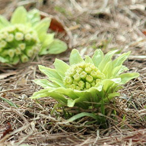 (1ポット)フキノトウ　12～15cmポット5芽植え苗　山菜苗/蕗の薹/※12月再販予定