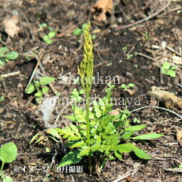 フユノハナワラビ　9～10.5cmポット苗　山野草/シダ植物/※今季開花終了 4/27葉が展開中