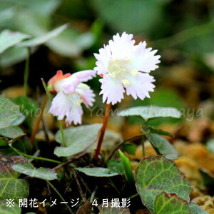 イワウチワ　7.5～9cmポット苗　数量割引あり/山野草/耐寒性多年草/岩団扇/※今季開花終了 4/27葉が展開中