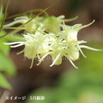 (1ポット)黄花イカリソウ　9cmポット苗　山野草/耐寒性多年草/黄花碇草/※4/20つぼみ～開花中