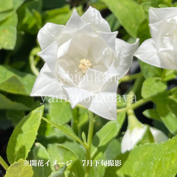 (1ポット)三重咲き白花キキョウ　9～10.5cmポット苗　
