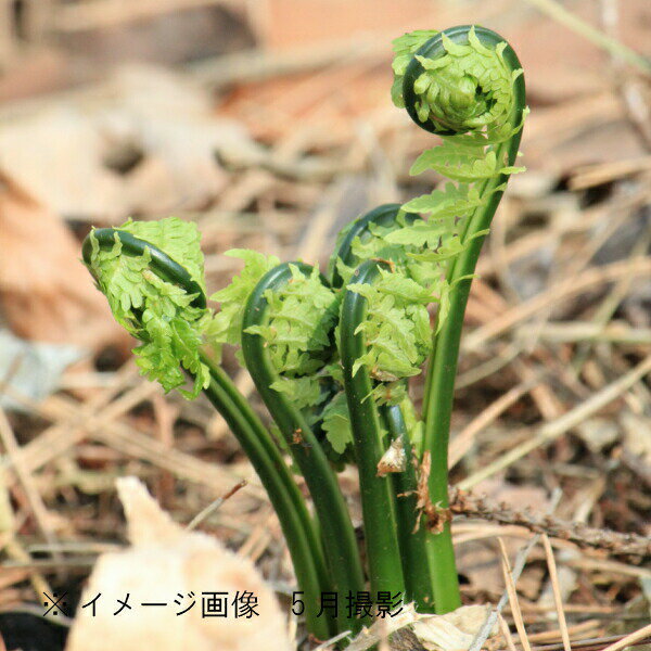 (100ポット)コゴミ　10.5cmポット苗100ポットセット　山菜苗/クサソテツ/シダ植物/※5/11葉を切り詰めました