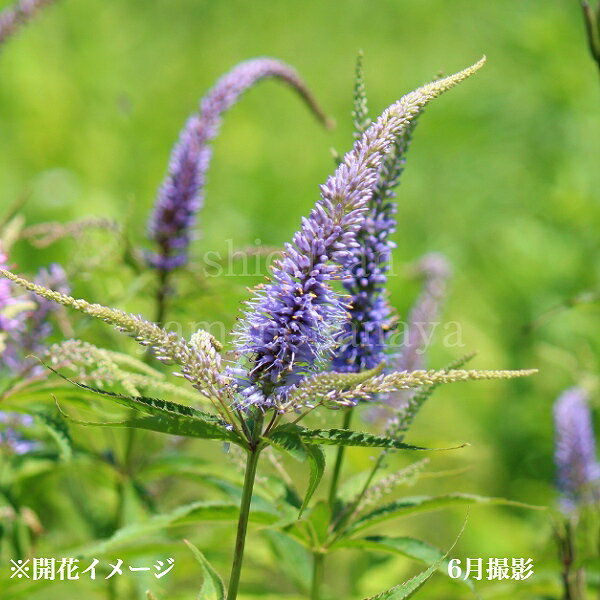 ★この植物の関連商品はこちらをクリック●商品情報 　和名：九蓋草 　学名：Veronicastrum japonicum（ベロニカストラム） 　花言葉：明るい家族 　分類：ゴマノハグサ科クガイソウ属　耐寒性多年草 　開花時期：7〜9月 　草丈：50〜90cm ●商品説明 　青い穂状の花を咲かせます。庭植えにすると大きく育ちやすいです。 草丈が高いため、切り花にも向きます。葉の付き方に特徴があり、茎に段々に車葉をつけるため、見た目も華やかです。 　蝶々も好きなようで、たくさん寄ってきて蜜を吸っています。 　庭植えにすると、大きく育ちやすく1m程まで成長します。 　弊社栽培場では白や黄の蝶々が飛び回っています。クガイソウの葉茎は、希少種のコヒョウモンモドキが産卵・食用とするため近年植栽にも利用されることが多くなりました。 ●耐性　（弊社で経験済みの温度） 　耐暑性　30℃ 　耐寒性　-15℃ 　※寒冷地で秋冬に植え付ける場合は、外気温が氷点下になる1か月前までに植え付けを終えましょう。 ●育て方 　庭植えをお勧めします。日当たりの風通しのいい場所を選びます。葉焼けをするようなら盛夏は軽く遮光をしましょう。株も花つきも良くなります。他の植物と一緒にすると焼けにくくなります。 ●農薬 　虫が寄ってくるため、栽培場では殺虫剤（オルトラン・スミチオン）を使用しています。 　効力は1か月ほどで無くなり。虫のために使用する場合は、2週間以上置いてから与えることをお勧めします。 　昆虫のために植栽される場合、殺虫剤を使用してからどのくらい経過した苗かを確認されたいお客様はお問合せフォームからお問合せください。 　また、弊社の栽培場は春から秋にかけて害虫が発生した場合は随時薬剤を散布しているため、クガイソウへ散布していなくても他の植物へかけた薬剤が風に乗ってかかっている可能性があり、完全な除去は出来ない状況となっております。