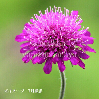 (1ポット)クナウティア マケドニカ　9cmポット苗　山野草/耐寒性多年草/西洋松虫草/スカビオサ/※1/30冬葉が有り